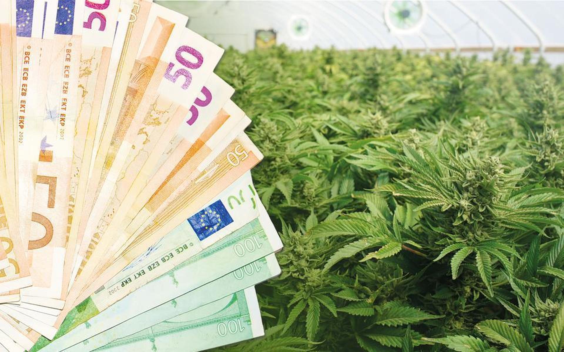 3 5 Miljoen Euro Wietwinst De Kiel Moet Worden Terugbetaald Dagblad 3-5-miljoen-euro-wietwinst-de-kiel-moet-worden-terugbetaald-dagblad